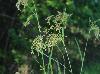 Scirpus pendulus