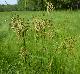 Scirpus pendulus