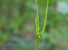 Scleria oligantha