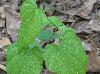 Dioscorea villosa