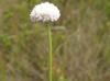 Eriocaulon decangulare