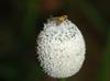 Eriocaulon decangulare