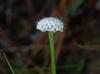 Eriocaulon texense