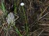 Eriocaulon texense