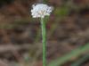 Lachnocaulon anceps