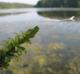 Hydrilla verticellata