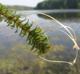 Hydrilla verticellata