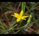 Hypoxis hirsuta