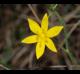 Hypoxis hirsuta