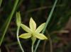 Hypoxis hirsuta