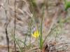 Hypoxis hirsuta