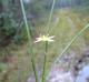 Hypoxis rigida