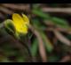 Hypoxis rigida