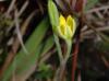 Hypoxis rigida