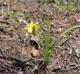 Hypoxis sessilis