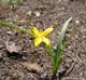 Hypoxis sessilis