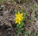 Hypoxis sessilis