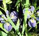 Iris brevicaulis