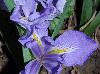 Iris brevicaulis