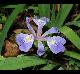 Iris brevicaulis