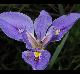 Iris hexagona