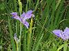 Iris hexagona