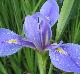 Iris hexagona