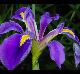 Iris hexagona