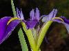 Iris hexagona