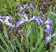 Iris virginica