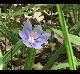 Nemastylis geminiflora