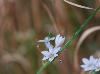 Sisyrinchium albidum