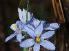 Sisyrinchium albidum