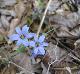 Sisyrinchium albidum