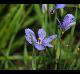 Sisyrinchium pruinosum