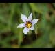 Sisyrinchium rosulatum