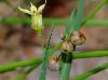 Sisyrinchium rosulatum