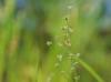 Juncus acuminatus