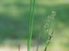 Juncus acuminatus