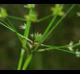 Juncus acuminatus