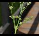 Juncus acuminatus