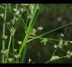 Juncus acuminatus