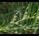 Juncus anthelatus