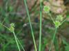 Juncus brachycarpus