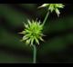 Juncus brachycarpus