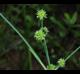 Juncus brachycarpus