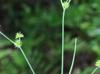 Juncus brachycarpus