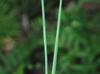 Juncus brachycarpus