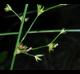 Juncus coriaceus