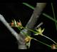 Juncus coriaceus